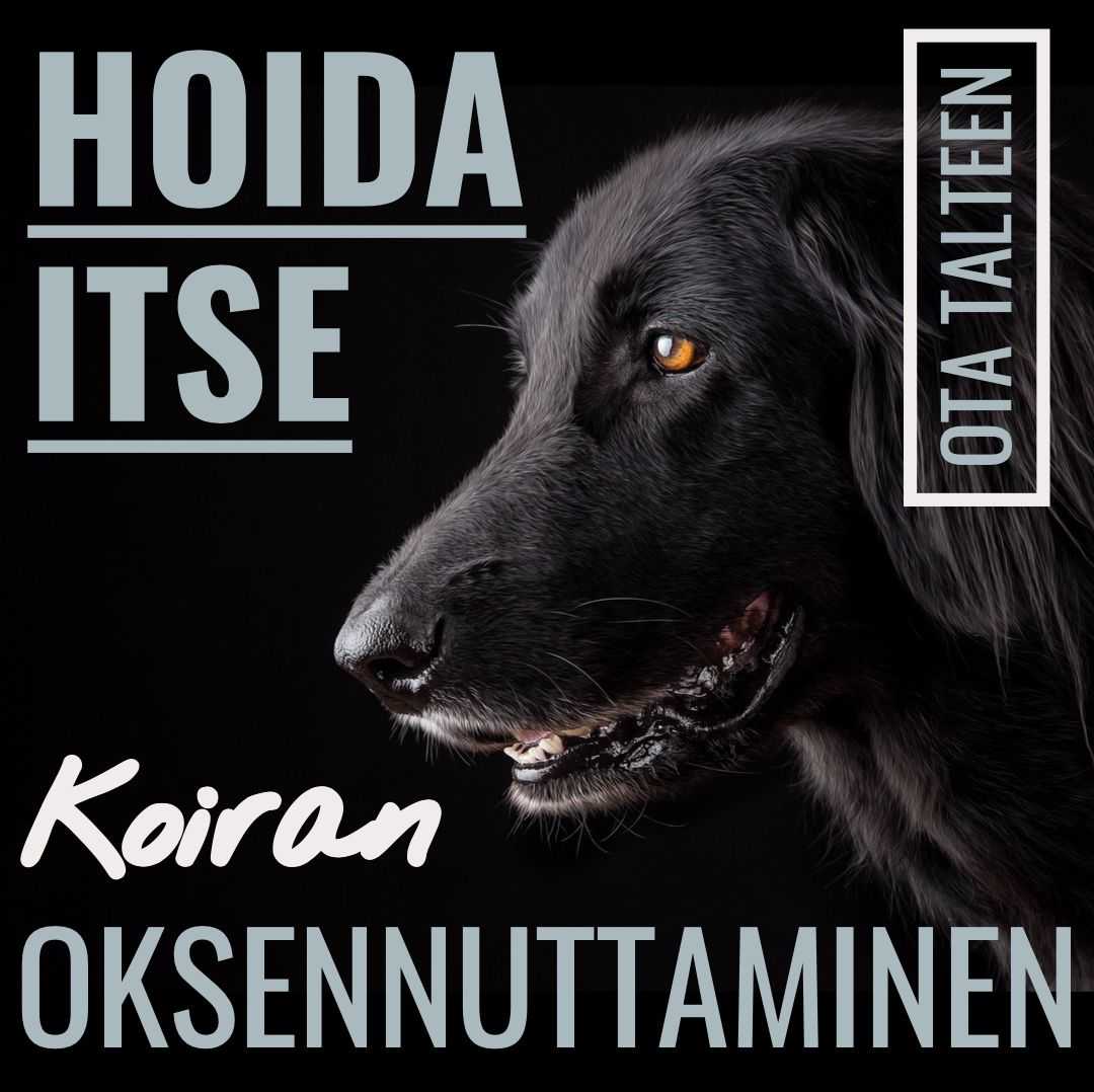 Koiran oksennuttaminen